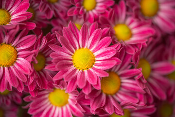 Chrysanthemums floral background. Colorful pink mums cluster flowers close up