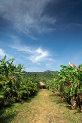 Fototapeta na wymiar banana plantation on rural organic fruit farm near kampot cambodia
