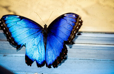 Mariposa Morpho