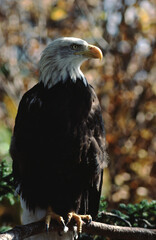 Bald Eagle (Haliaeetus Leucocephalus)