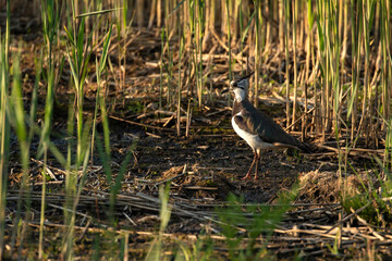Fototapeta premium Northern lapwing, Vanellus vanellus in its habitat during sunset