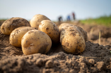 Newly dug or harvested potatoes in a farm field
