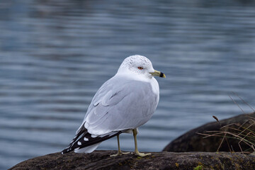 close up of one seagull resting on the rock by the ocean on an overcast day