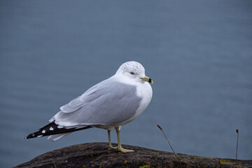 close up of one seagull resting on the rock by the ocean on an overcast day