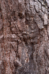 texture background of the surface of the tree trunk with rough and cracked barks