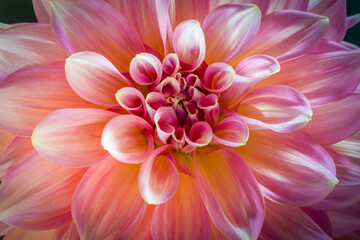 close up of dahlia flower
