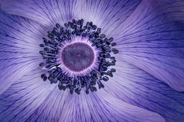 Fotobehang macro blauwe bloem © dave
