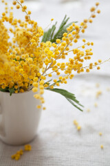 Branch of yellow mimosa in cup on white background