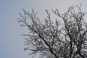 Branches of apple tree under snow in winter