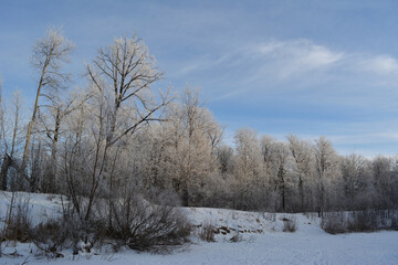 Beautiful winter landscape with trees in hoarfrost on the bank of snowy lake