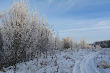 The path by the snow to the snowcovered winter forest