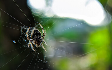 Caerostris darwin spider.