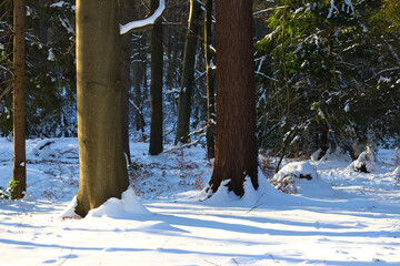 Beech and probably a larch tree in a snowy park in winter, in the light of the low sun