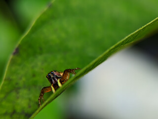 A cute Trite spider on a green leaves.
