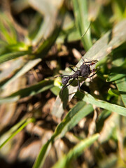 hormiga en naturaleza 