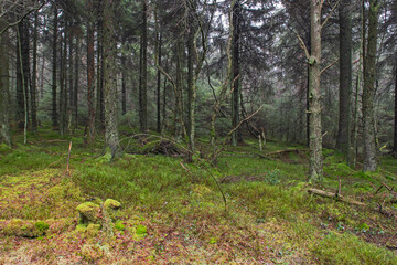 Landscape scene through rural woodland forest in winter