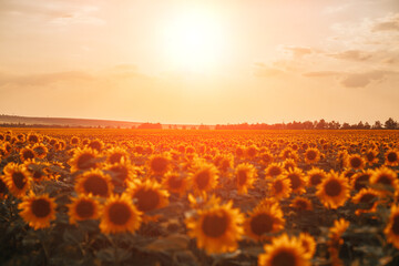 Beautiful field of sunflowers and sunset sky with clouds