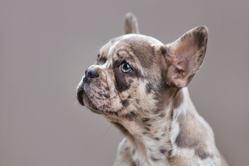 Merle colored French Bulldog dog puppy with mottled patches in front of gray background 