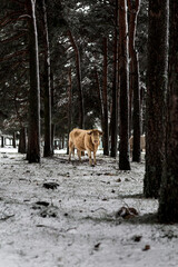cows in winter in the forest