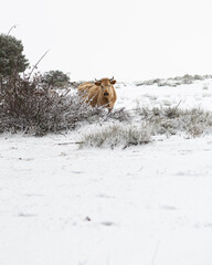 cow in the snow