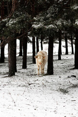 cow in winter in the forest