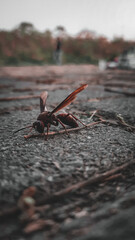 bee of the roof