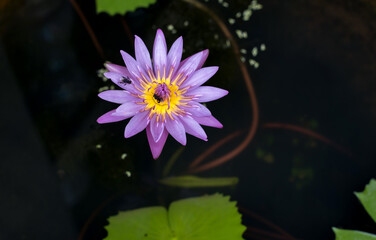purple lotus flower