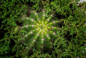cactus in the garden