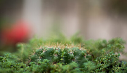 green moss on the ground