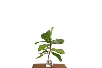 Fototapeta premium Scandinavian Decor style Plant Green Leaf.Fiddle Leaf Fig Tree.