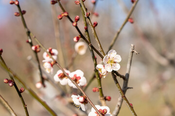 早春の白梅の枝