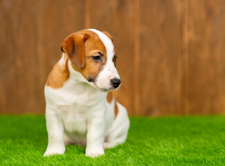 Jack russell terrier puppy lies in an embrace  on the grass on the lawn of the local area