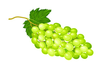 Green Grape Cluster with Ripe and Juicy Berries Vector Illustration