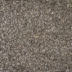 organic sunflower seed for background uses