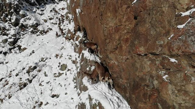 Caucasus, Ossetia. Kurtat gorge. Mountain goats on the slope of Mount Archon. 
