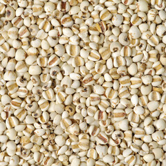 Job's tears background