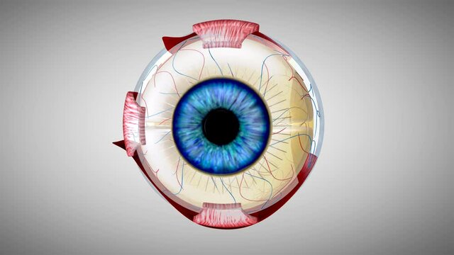 4K 3D anatomical model of an Eye