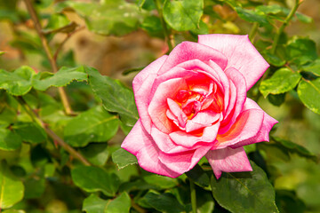 The rose is blooming to show its beauty.