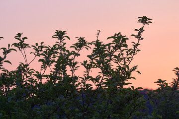 Purple sunset colors with summertime leafs silhouettes.