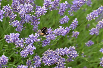 Naklejka premium honey bee in purple lavender