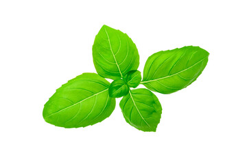 Fototapeta premium Closeup of perfect fresh basil leaves isolated on a white background without shadows. 