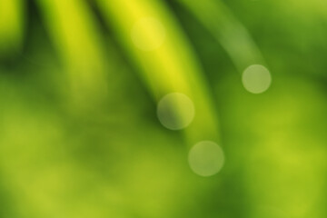 Obraz premium Abstract background of nature, defocused of water droplets on tip of bamboo leaves 