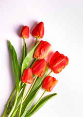 Fototapeta premium bunch of red tulips isolated on white