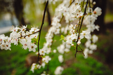 flowering tree. Cherry blossom in drops after rain