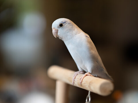 Selective of bird parrot parakeet forpus american white color stand on toy branch