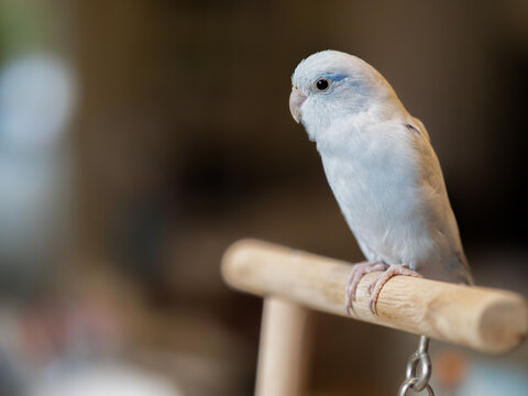 Selective of bird parrot parakeet forpus american white color stand on toy branch