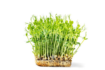 Micro green fresh pea sprouts isolated on white. healthy and fresh vegan food. Growing microgreens. Close-up, soft focus. Seed Germination at home. Windowsill garden. Eco farming