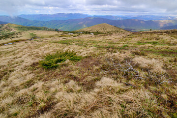 Hiking in the beautiful spring mountains where flowers bloom