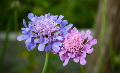 a couple of flowers in love
