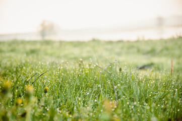art abstract spring background or summer background with fresh grass. Perfect green background of fresh herbs with dew drops. wet grass dew blur the background of the meadow of sunlight bokeh.
